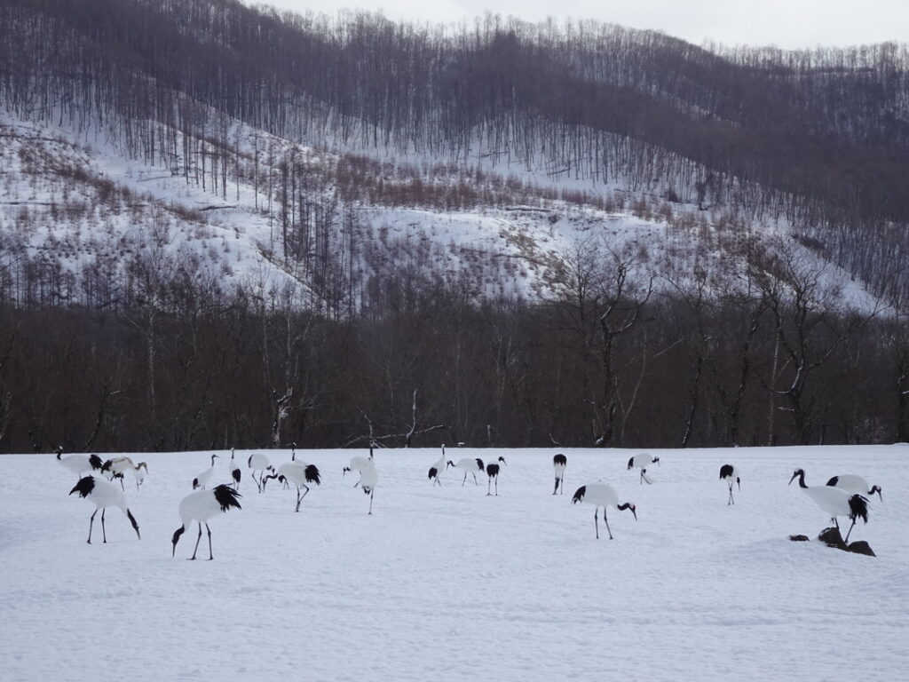 Winter in Japan 2023150