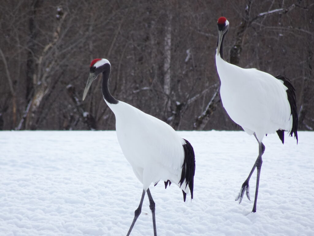 Winter in Japan 2023153