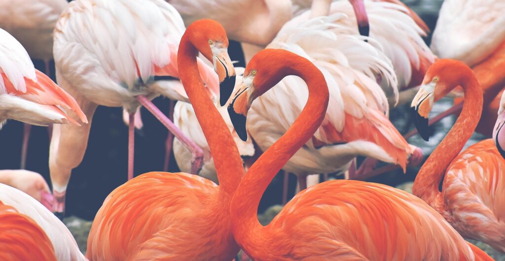 alexas_fotos-flamingo-3526365_1920
