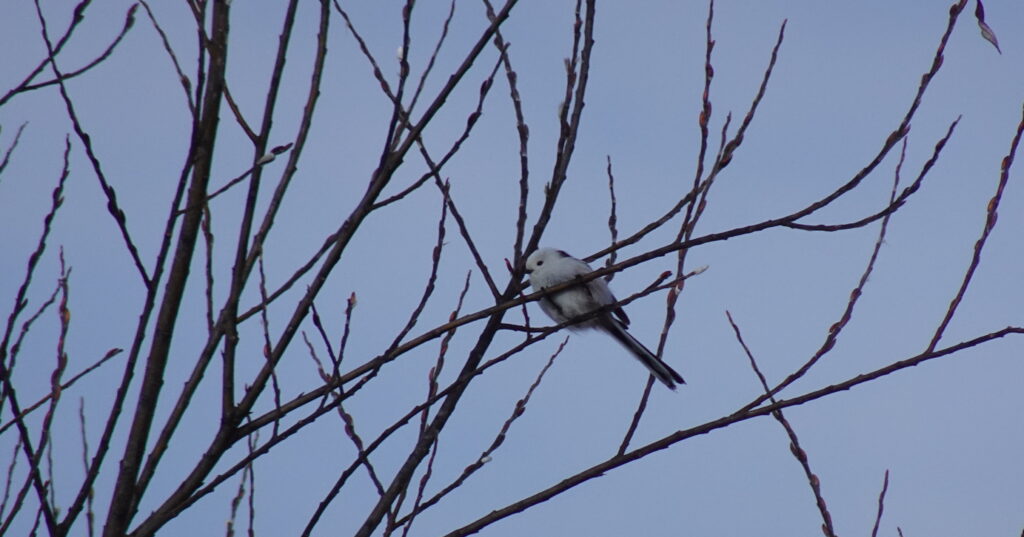 Winter in Japan 2023140